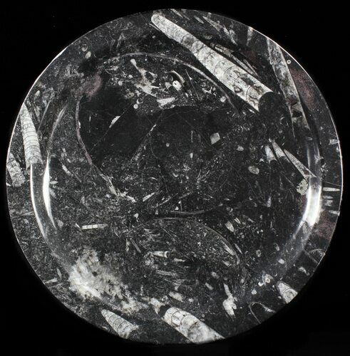 Fossil Orthoceras & Goniatite Plate - Stoneware #40431